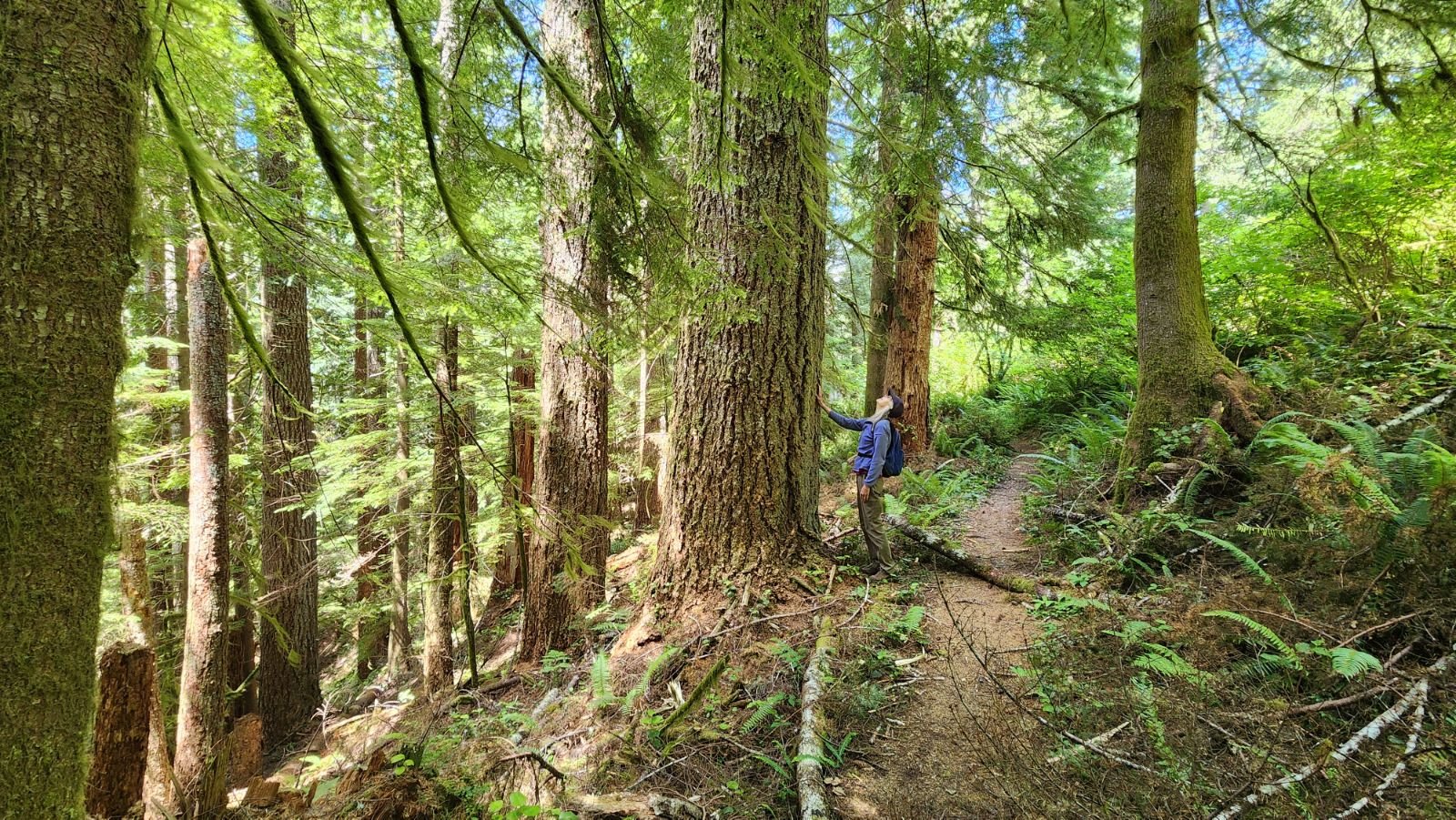 Drift Creek Wilderness - Siuslaw National Forest — Old-Growth